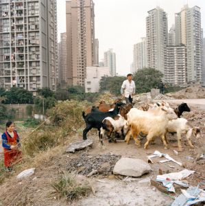 沙坪坝区，有人在住宅区和建筑工地之间放羊。
 
