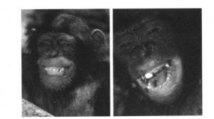 灵长类动物的“敬畏的表情”（左）与“嬉戏的表情”（右）