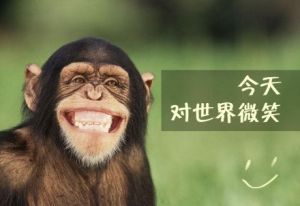 黑猩猩的微笑