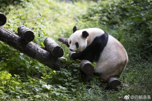 图1.5 熊猫爬树桩